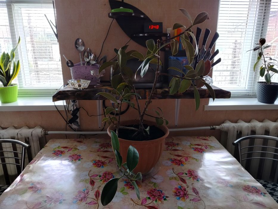 Продам фикусы 2 штуки.