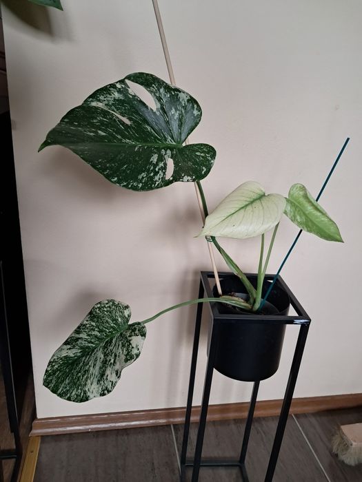 Monstera deliciosa mint