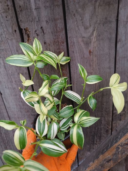 Trzykrotka yellow hill