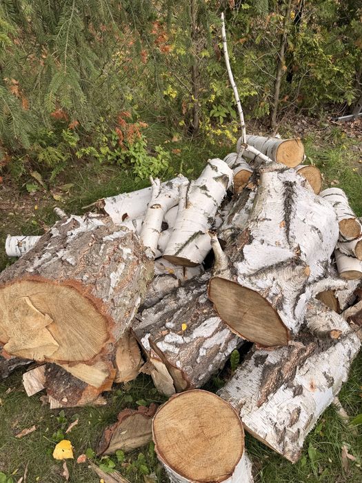 Drewno kominkowe na opał Brzoza