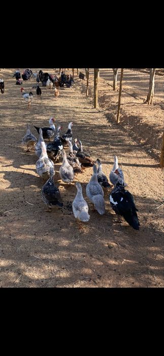 Vendo patos mudos