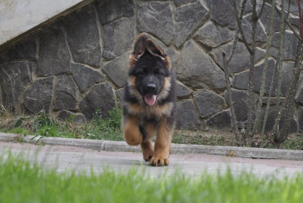 Цуценята з розплідника КСУ