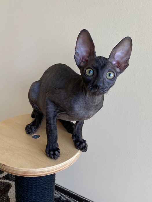 Корніш Рекс чудовий хлопчик