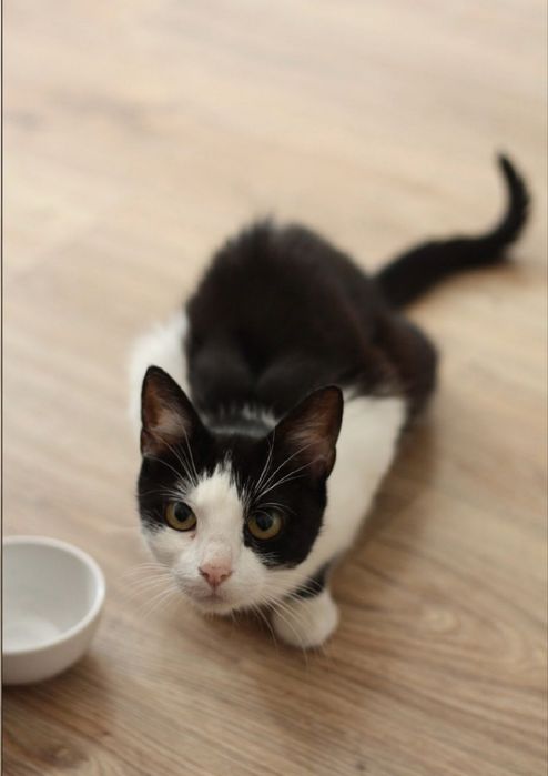 Merlin - urocza kotka do adopcji