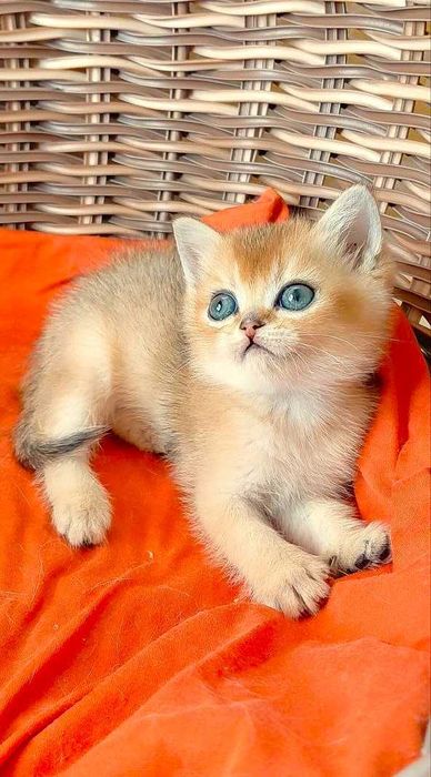 Шотландские котята (ЗОЛОТАЯ ШИНШИЛЛА)
