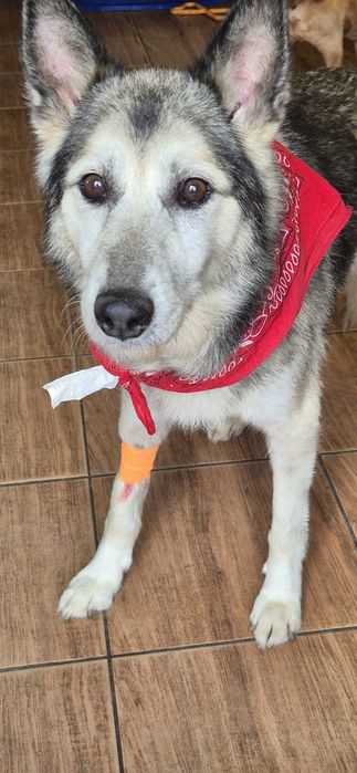 Piesek okolo 8 lat