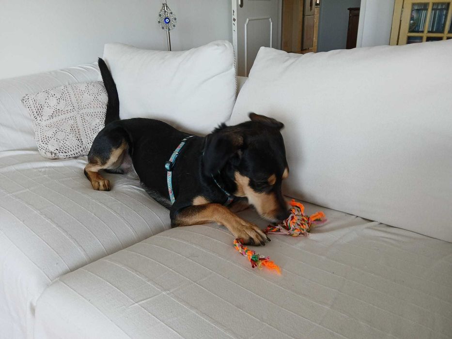 PET SITTING - Estadia Familiar regime Exclusividade - Oeiras