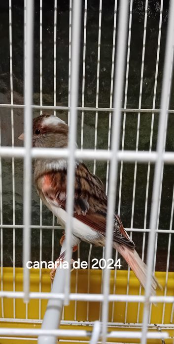 canárias de ano 2024