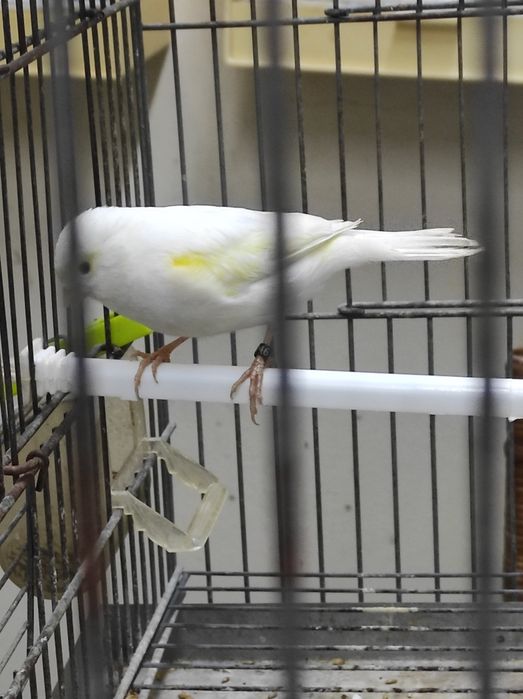 Vendo Mosaicos Amarelos amarelos 2024/25