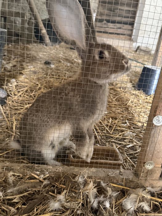 Samice po belgach bos szare