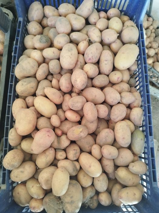 Мілка картопля .