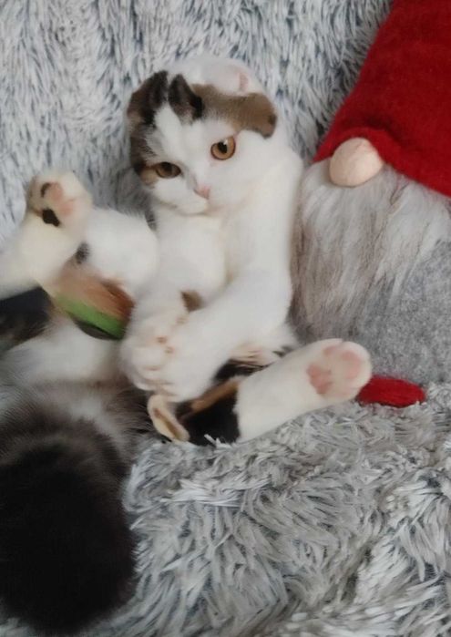 Scottish Fold Shorthair очаровательный плюшка. Киевлянин