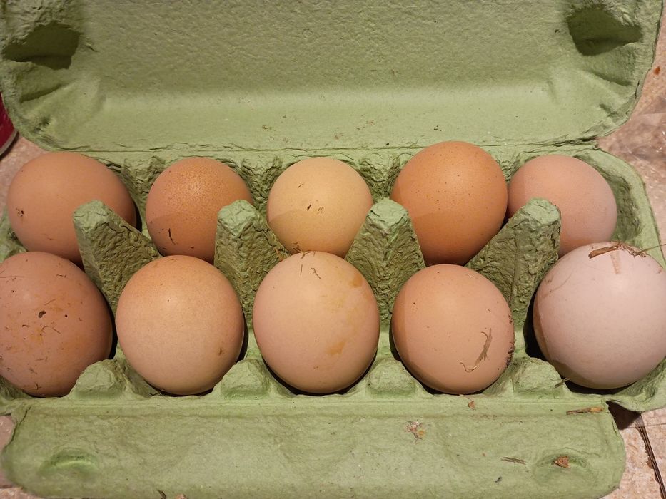 Kochin olbrzymi-jajka