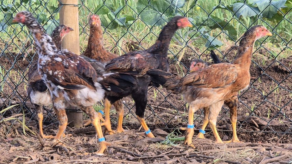 Indíos gigante para venda