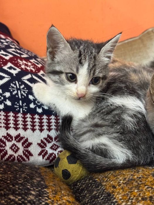 Котенок в поисках дома