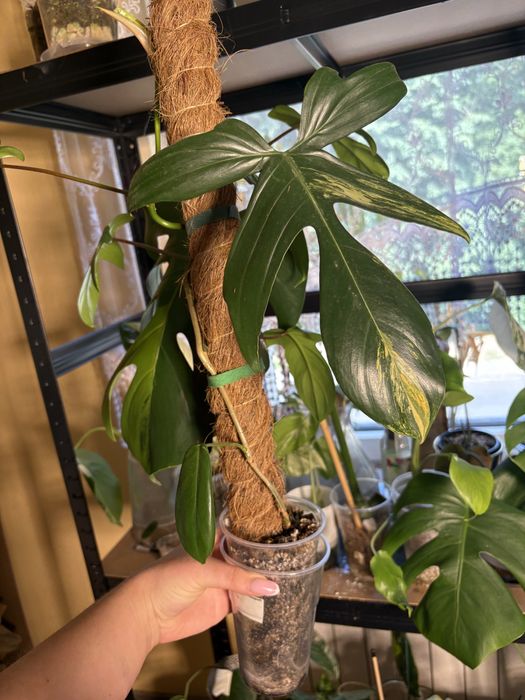Philodendron florida beauty