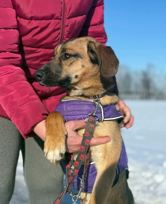 Opuncja - towarzyska sunia szuka domu