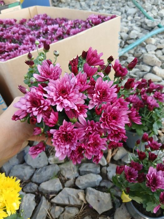 Квітка хризантема