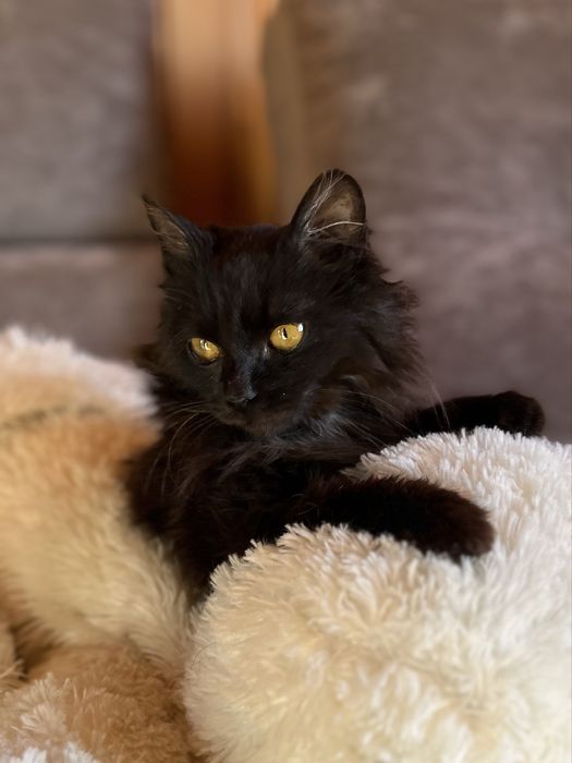 Кошенчтко хлопчик в добрі руки