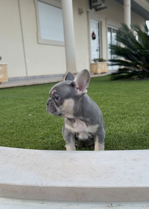 Bulldog francês  fêmea