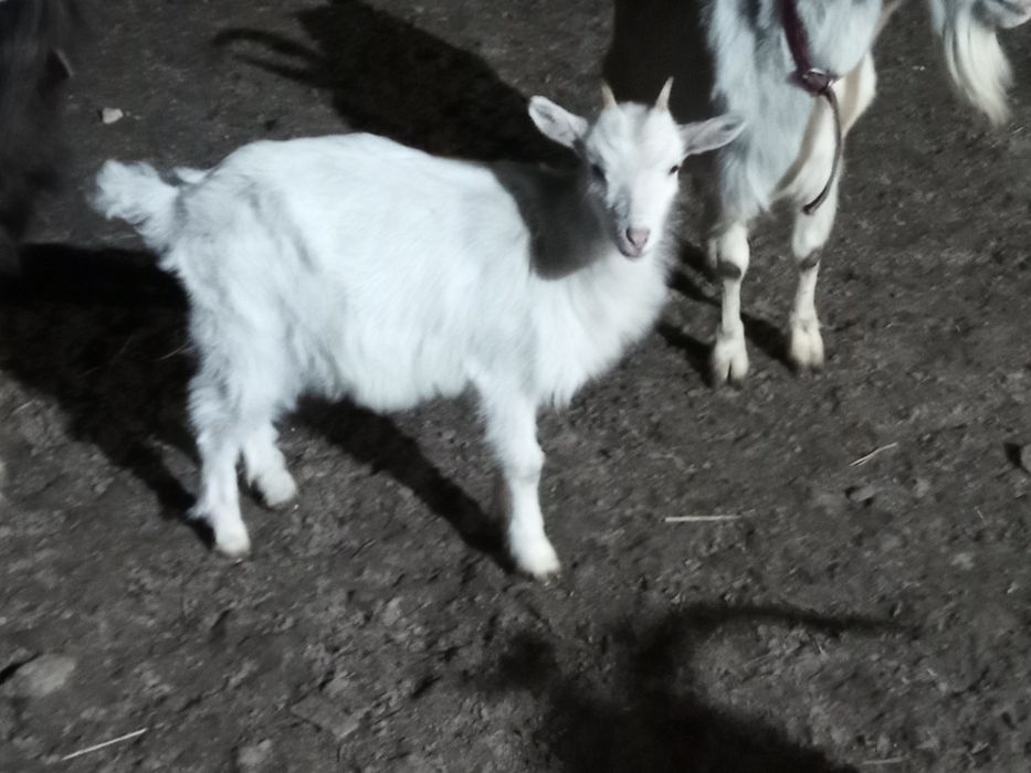 Młoda kózka 3 miesięczna po mlecznej matce