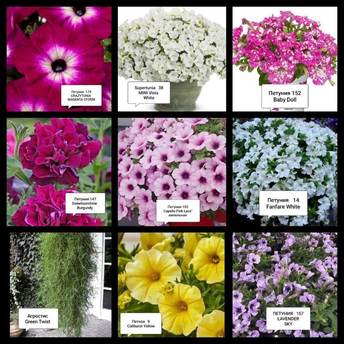 Петуния сурфиния петхоа