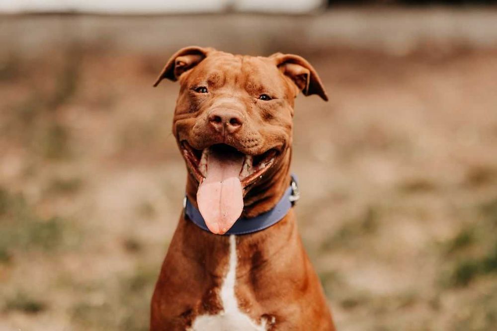 Bajka - młoda, pełna energii suczka w typie bull