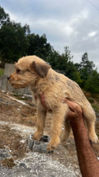 Doação de cães com 50 dias de nascidos