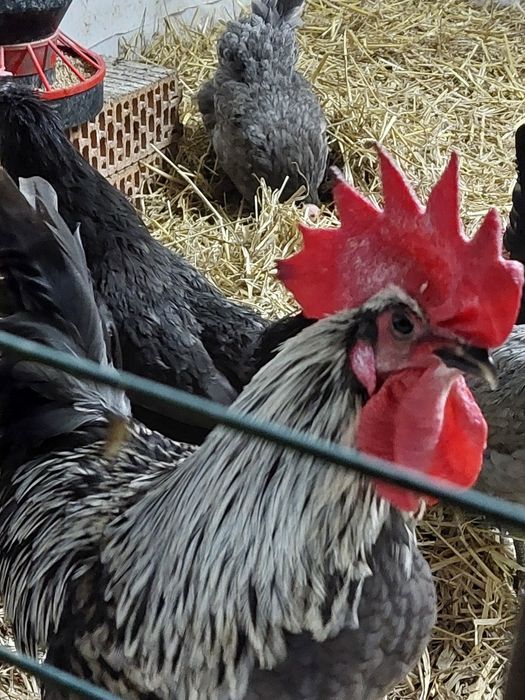 Jaja jajka lęgowe legbar marans silverudds  ameraucana