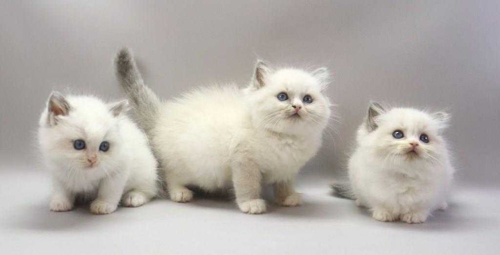 Коли вдома є регдолл — там завжди тепло