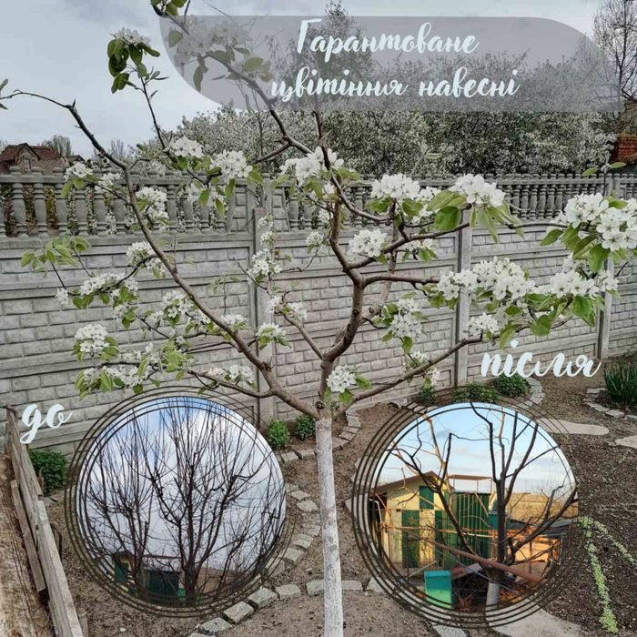 Обрезка фруктовых деревьев и винограда - Послуги садівника, догляд за ...