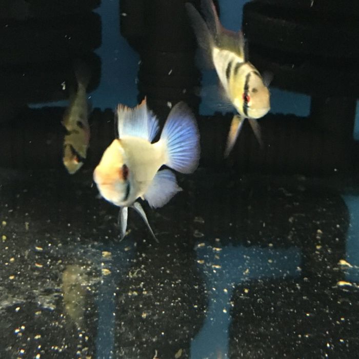 Ramireza Electric Blue