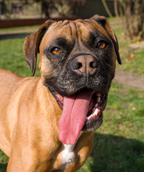 Oddam psa w dobre ręce