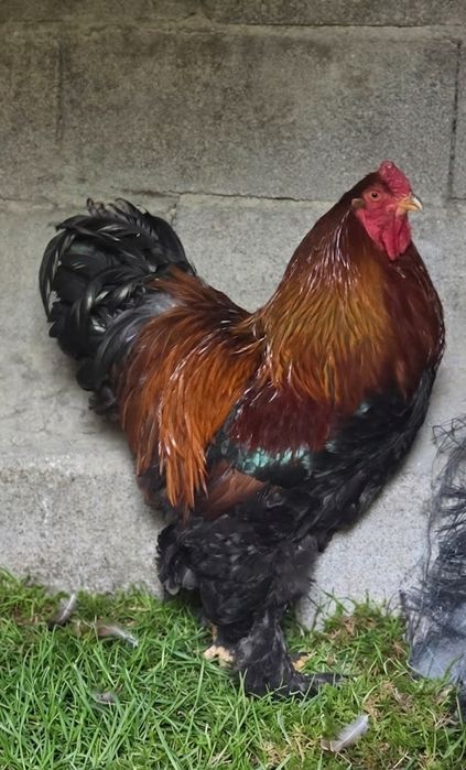 Macho Brahma Perdiz