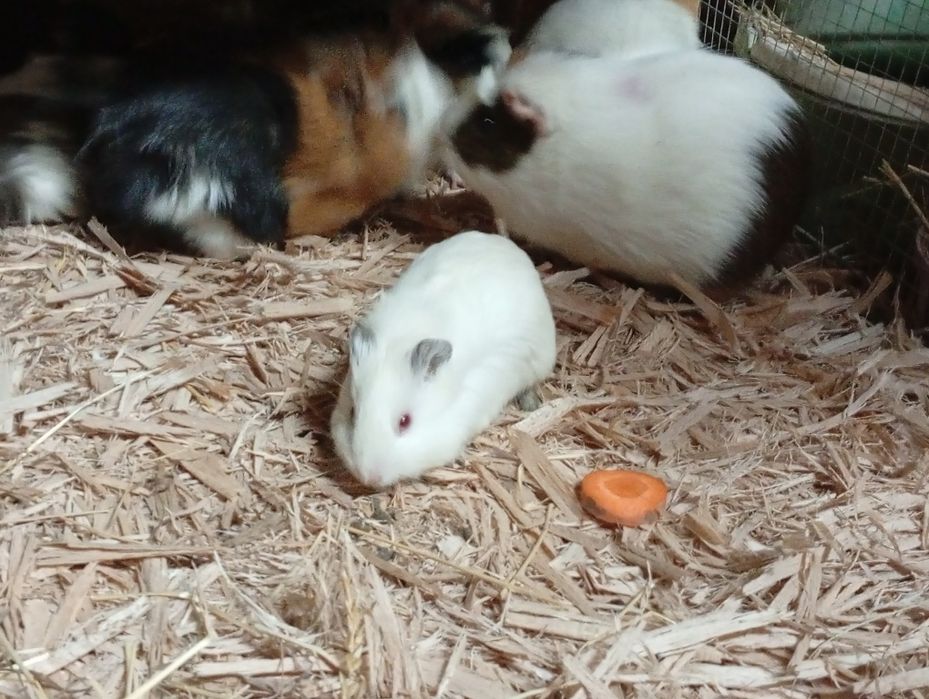 Sprzedam świnki morskie samice