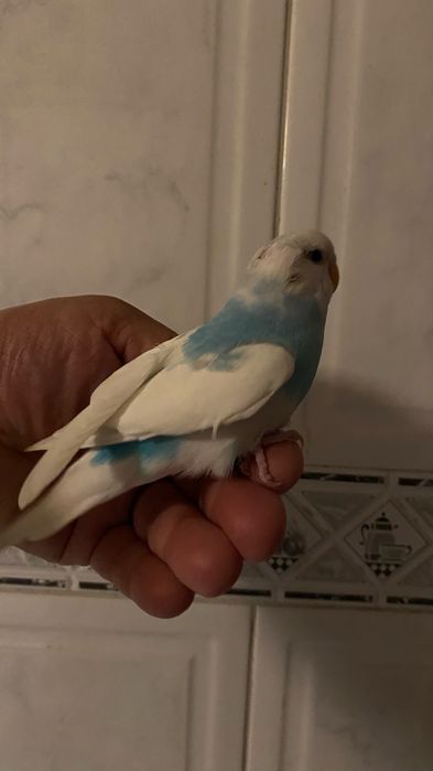 Fantastico Periquito domesticado - baixa de preço
