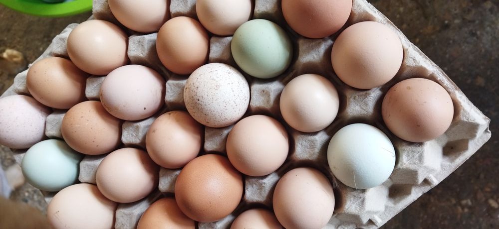 Ovos caseiros de galinhas criadas ao ar livre