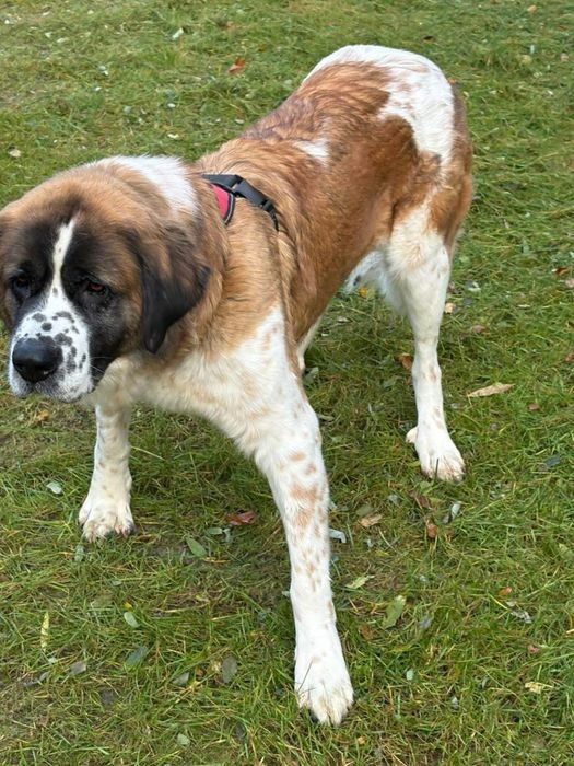 Malinka do adopcji Schronisko Sokołów Podl.