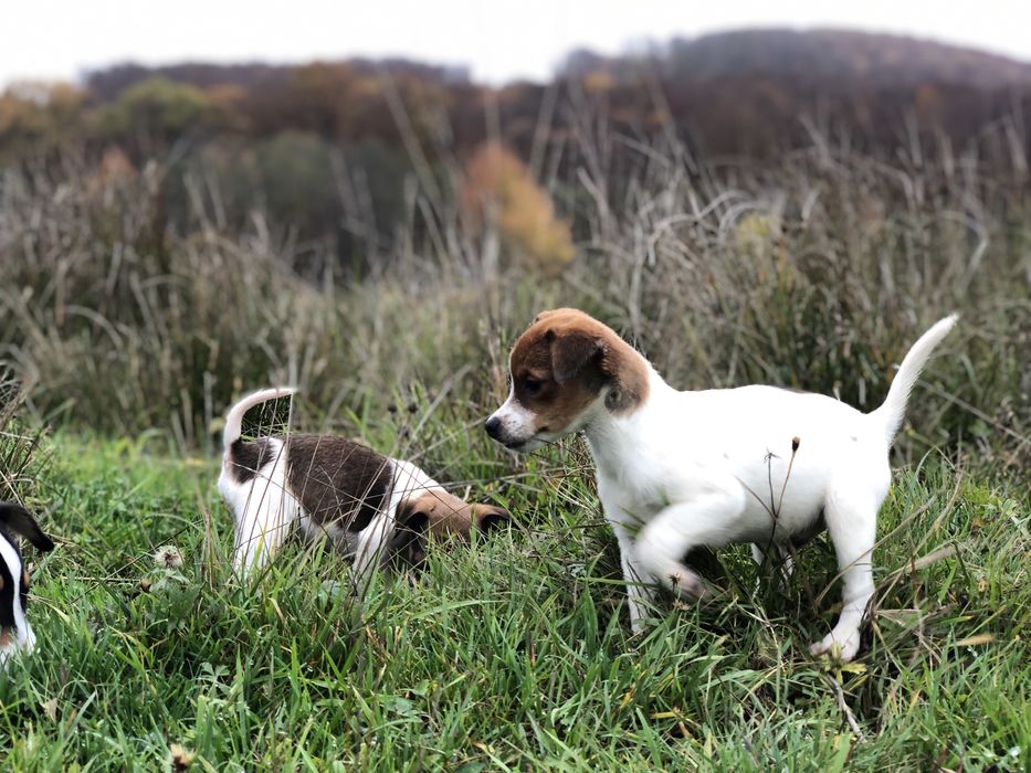Джек Рассел щенки