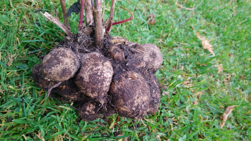 Bulwy georginii - dalii.