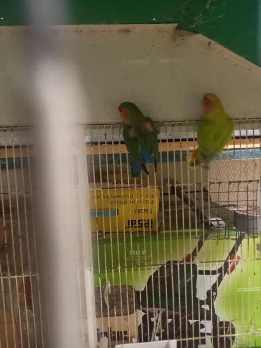 Casal de rosencolis