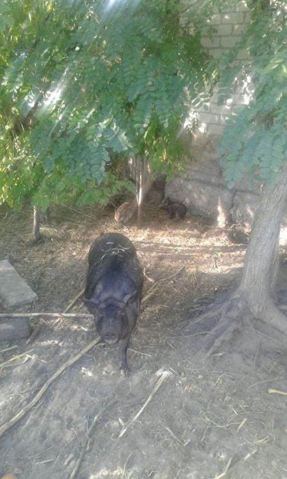 Продаються поросята,(степовичка)3 місячні