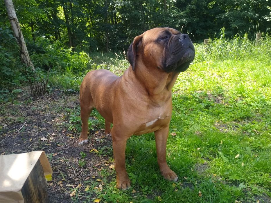 Cane Corso dorosły pies