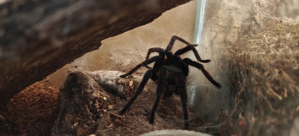 Samiec chromatopelma z lutego