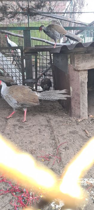 Фазан срібний...