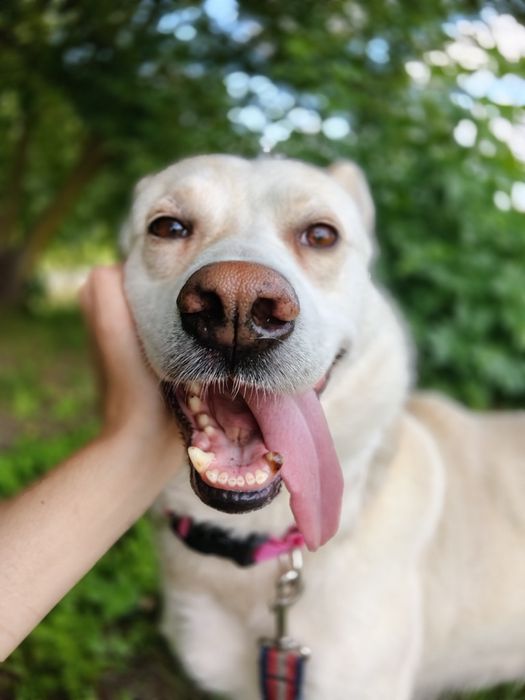 Łajt kochany labradorkowaty psiak