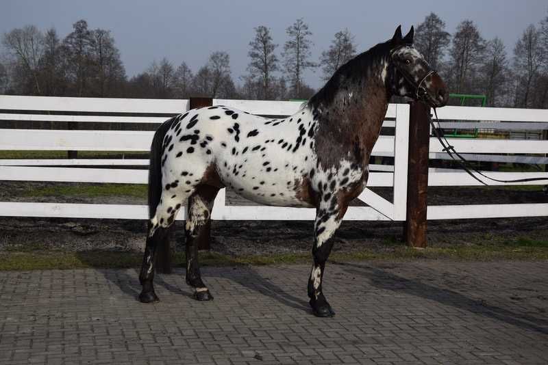 ogier SP KASTOR tarant stanówka