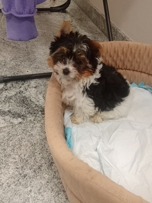 Yorkshire terrier biewer