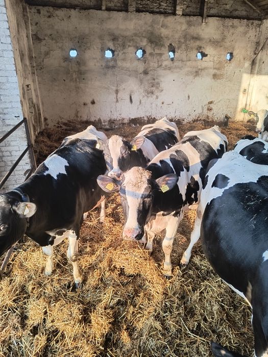 Jałówki wysokocielne nisko cielne cielaki