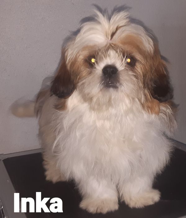 Shih-tzu sunia Inka Green House